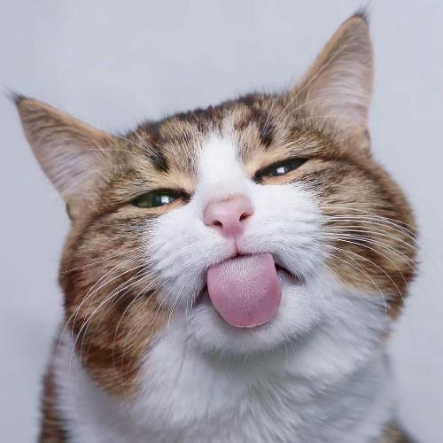 สมาชิกหมายเลข 4633512