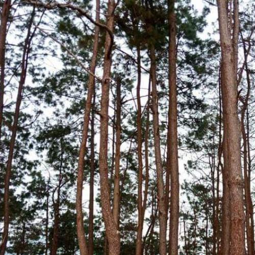 สมาชิกหมายเลข 4087481