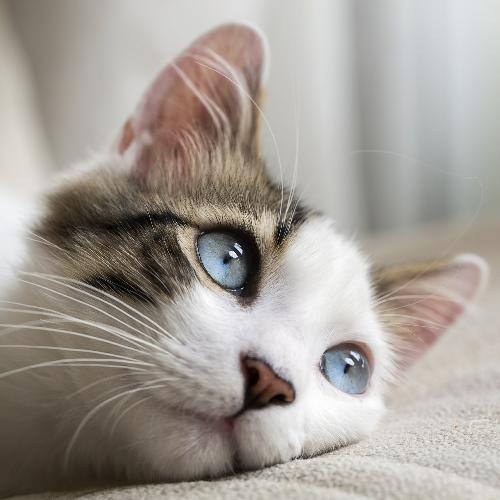 สมาชิกหมายเลข 4992701