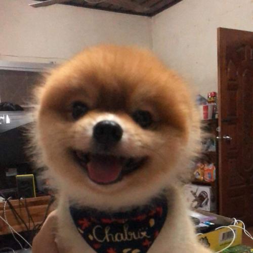 สมาชิกหมายเลข 4486442