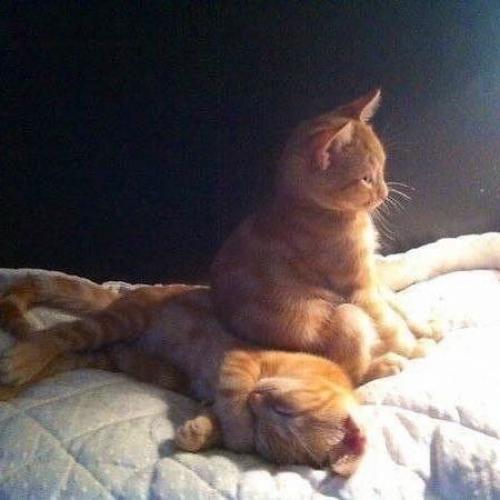 สมาชิกหมายเลข 5299268