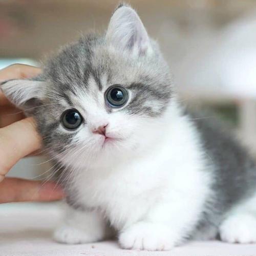 สมาชิกหมายเลข 2266736