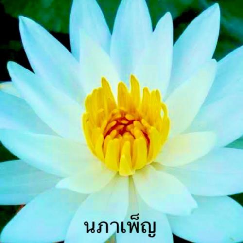 สมาชิกหมายเลข 9026533