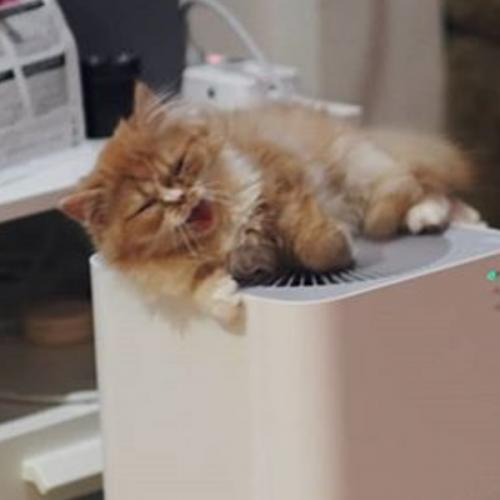 สมาชิกหมายเลข 5432348