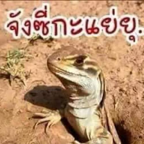 สมาชิกหมายเลข 7999208