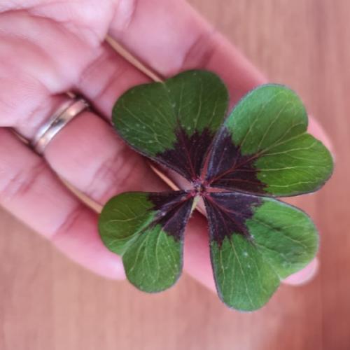 สมาชิกหมายเลข 958584