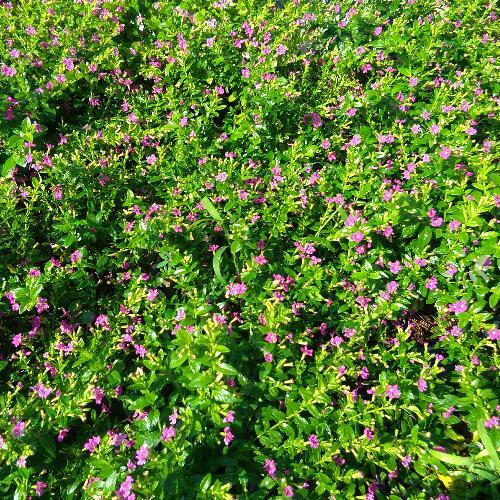 สมาชิกหมายเลข 4550374