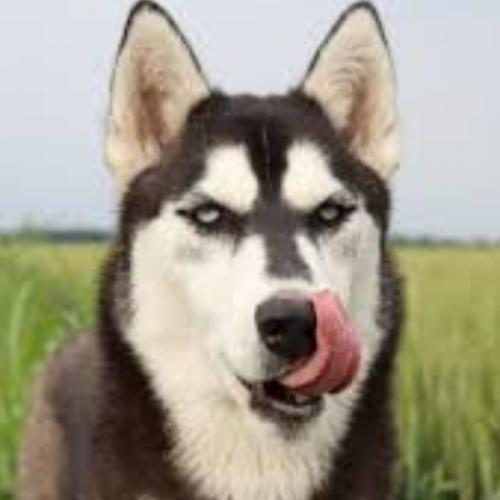 สมาชิกหมายเลข 6455645