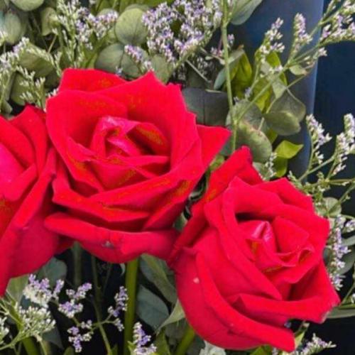 สมาชิกหมายเลข 7992258