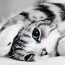 สมาชิกหมายเลข 4246980