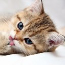 สมาชิกหมายเลข 4247201