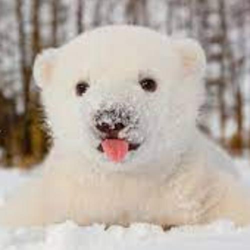 สมาชิกหมายเลข 4707484