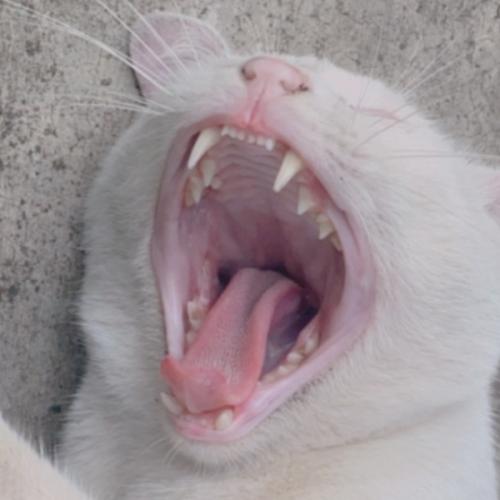 สมาชิกหมายเลข 5959134