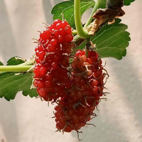 สมาชิกหมายเลข 6487857