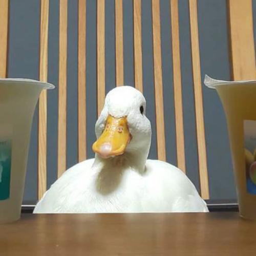 สมาชิกหมายเลข 7196886