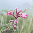 สมาชิกหมายเลข 4247002