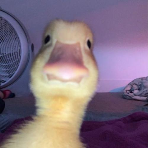 สมาชิกหมายเลข 4602594