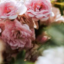 สมาชิกหมายเลข 5388653