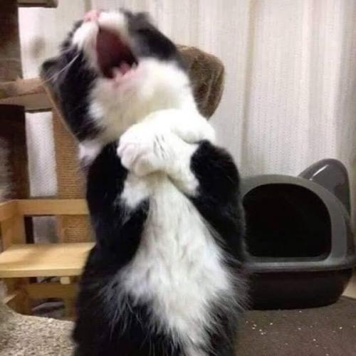 สมาชิกหมายเลข 6489586