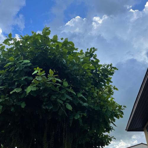 สมาชิกหมายเลข 7198152