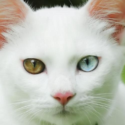 สมาชิกหมายเลข 1047922