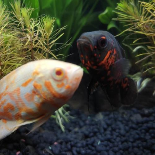 สมาชิกหมายเลข 9030570