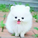 สมาชิกหมายเลข 3784137