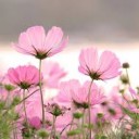 สมาชิกหมายเลข 4248568