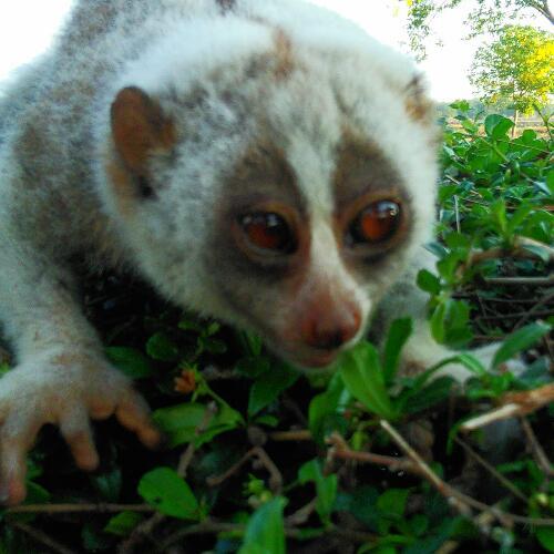 สมาชิกหมายเลข 4635950