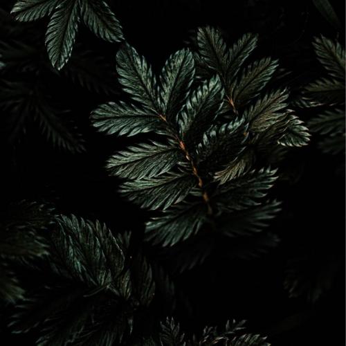 สมาชิกหมายเลข 4225699