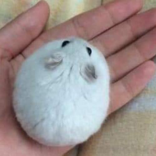 สมาชิกหมายเลข 4170138