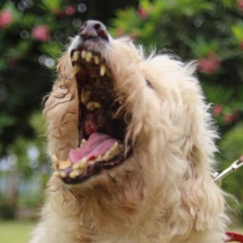 สมาชิกหมายเลข 4320747