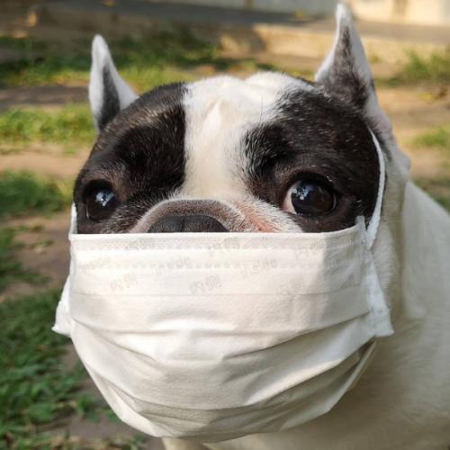 พะลอมพะแลม