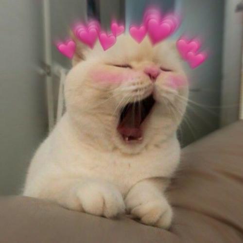 สมาชิกหมายเลข 6490705