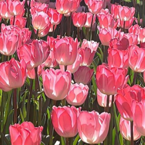 สมาชิกหมายเลข 7077793