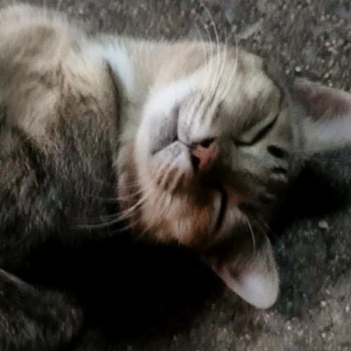 สมาชิกหมายเลข 7061530