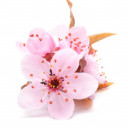 สมาชิกหมายเลข 4995572