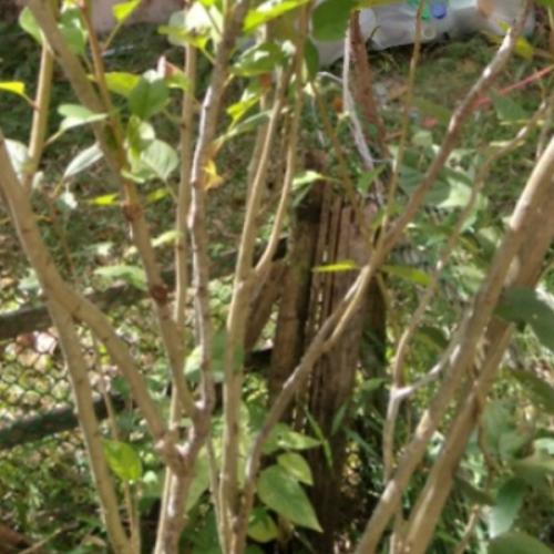 สมาชิกหมายเลข 6367590