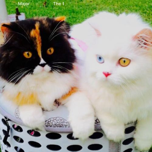 แมวบ๊อง