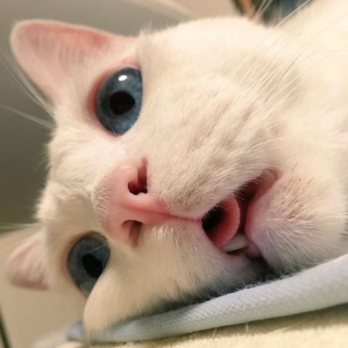 สมาชิกหมายเลข 4459495