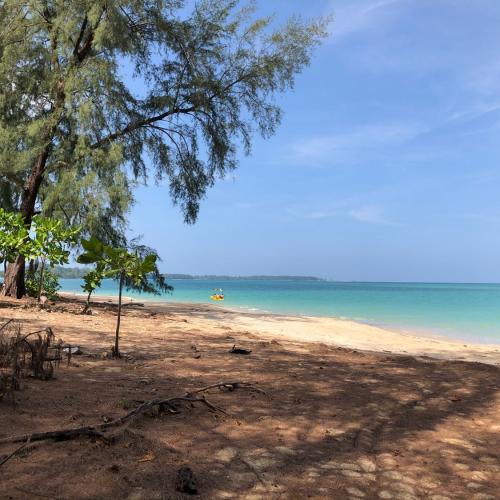 กระดานดำของลูกหมู