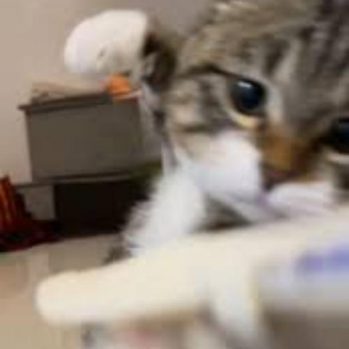 สมาชิกหมายเลข 4318831