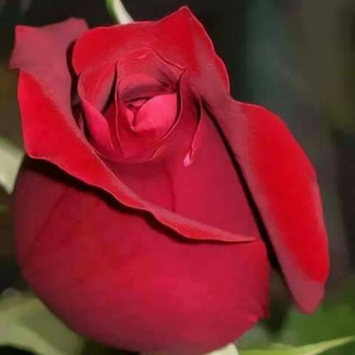 สมาชิกหมายเลข 5389846