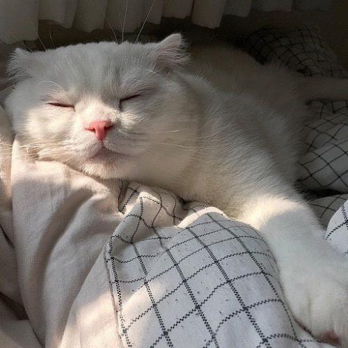 สมาชิกหมายเลข 5390352