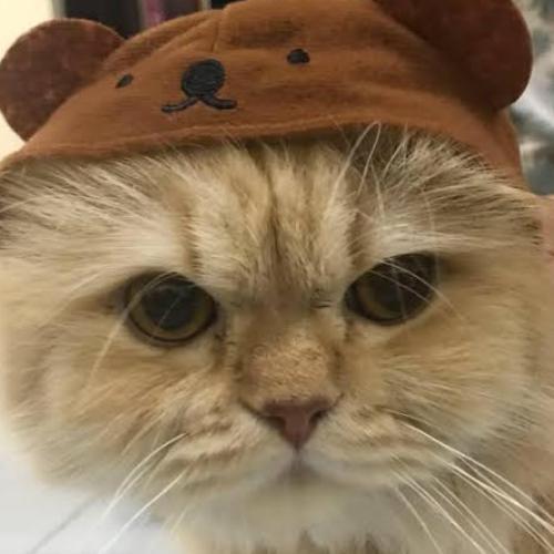 สมาชิกหมายเลข 5883155