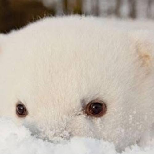 หมีขาวพุดดิ้งดึ๋งดึ๋ง