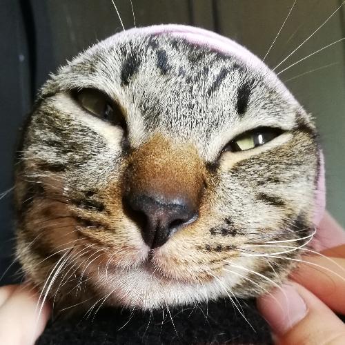 สมาชิกหมายเลข 4411847