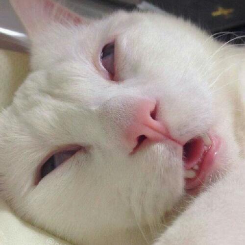 สมาชิกหมายเลข 4719887