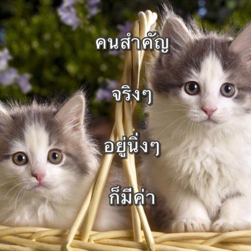 สมาชิกหมายเลข 3186851
