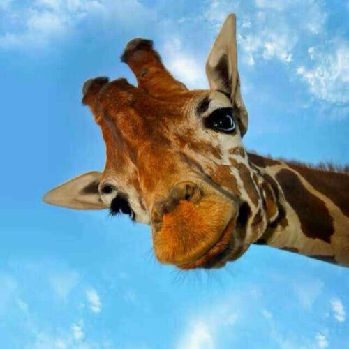 สมาชิกหมายเลข 4034432